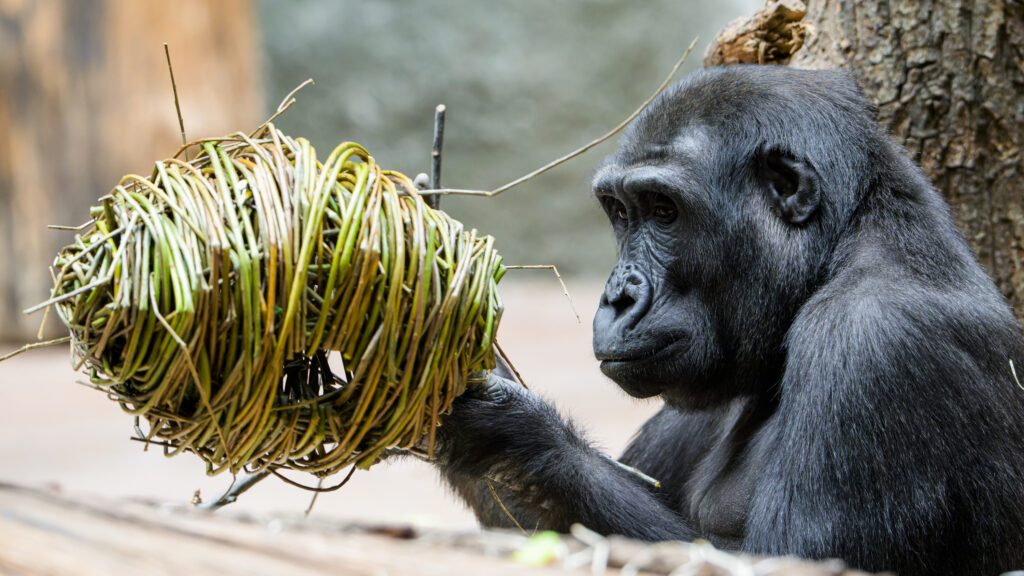 Pražská ZOO v pátek odstartuje velikonoční oslavy: Návštěvníky čekají čtyři dny plné speciálních aktivit